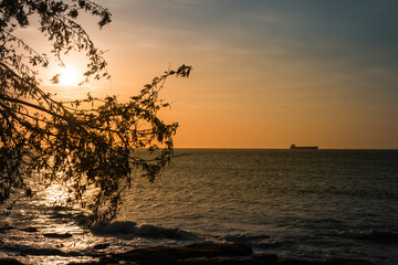 Golden sunset seascape with silhouetted tree branches and distant cargo ship
