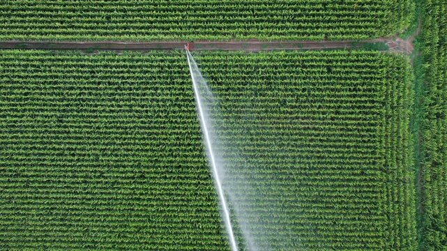 Top-down Aerial of a sprinkler irrigation of a field with corn in summer