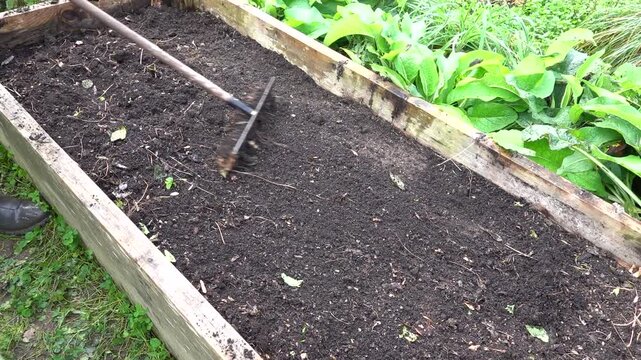 man raking in the vegetable garden, raking a raised wooden bed with soil to clean and level it.