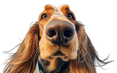 PNG Long hair hound dog outdoors mammal.