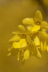 A closeup of delicate yellow flower petals bathed in warm spring light, capturing the vibrant bloom...