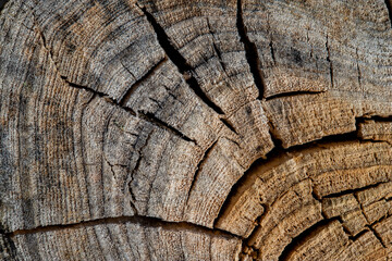 A detailed close-up of an old tree stump showing concentric rings, cracks, and weathered grain....