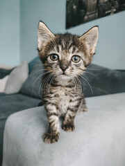 Słodki kotek © Fotkinatki