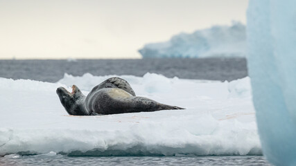 Fototapeta premium A Leopard Seal (Hydrurga leptonyx) lying on the ice with mouth open in Antarctica.