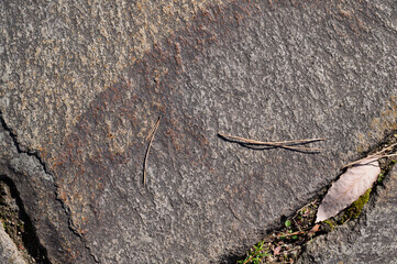 松の葉と乾燥した落ち葉が乗った自然な石の表面背景