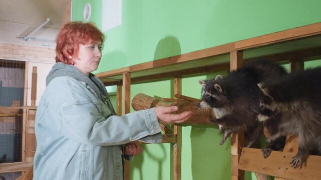 White woman feeding raccoons on platform, redheaded caregiver in denim jacket offering treats with open hands, raccoon trio reaching for food, warm bonding and gentle training in green indoor shelter,