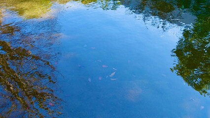 青空が映る池の水面　水底に沈む落ち葉