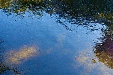 池の水面と水底の輝き