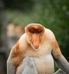 Naklejka premium Close up portrait of a proboscis monkey in Borneo.