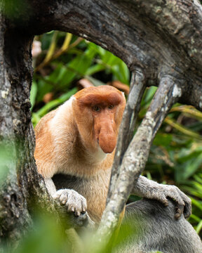 Proboscis monkey portrait with distinctive nose, Borneo rainforest
