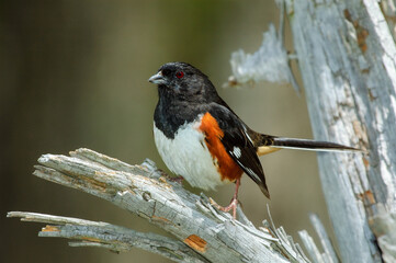 Male Eastern Towhee perched on a dead snag