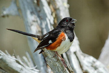 Male Eastern Towhee singing while perched on a dead snag