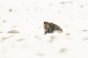 An Antarctic Fur Seal (Arctocephalus gazella) peers over the top of a snow covered ridge in...