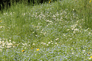 A vibrant wildflower field featuring daisies, small blue flowers, and other plants in full bloom during the spring season, capturing the beauty of nature in its natural habitat.