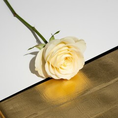 Beautiful white rose on gold surface with white background