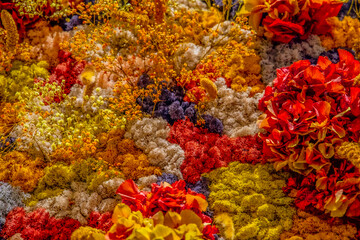 "Colorful Natural Flower Wall Background &ndash; Vibrant Decorative Floral Installation with Fresh Multicolor Blooms, Lush Petals, and Artistic Texture for Events, Beauty Branding, Interior Decor, and Lifes