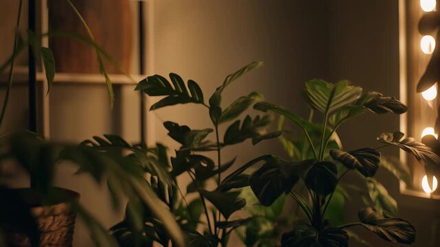 Green Houseplant in Warm Cinematic Light Interior Scene