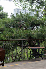 Obraz premium Outdoor terrace with wooden seating and table, with pine trees on the background.