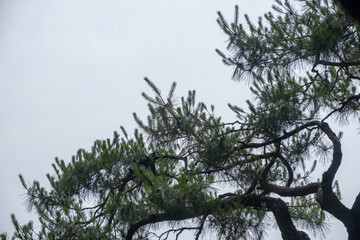 Pine tree branch with sky on the background