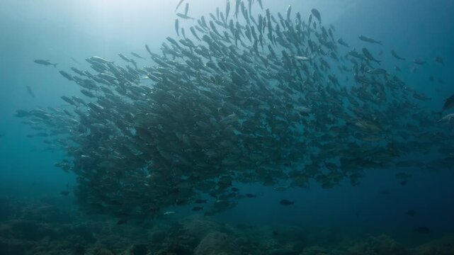 Underwater shot of huge school of silver fish swimming in a shoal above a coral reef in a sunlit tropical ocean	