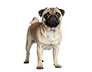Obraz premium Pug dog standing alert on white background showing chunky beige coat and dark face