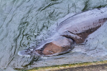 A huge sturgeon in the water up close © Anton Belovodchenko