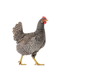 Fototapeta premium Common chicken (hen) with speckled black and white plumage, red comb, yellow legs walking