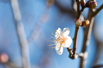 青空を背景に咲く白い梅の花。早春を告げる美しい一輪