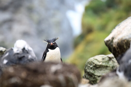 Frontal view of a Southern Rockhopper Penguin (Eudyptes chrysocome) on the edge of a cliff on West Point Island in the Falkland Islands (Islas Malvinas).