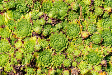 Green sempervivum succulent plant in the garden