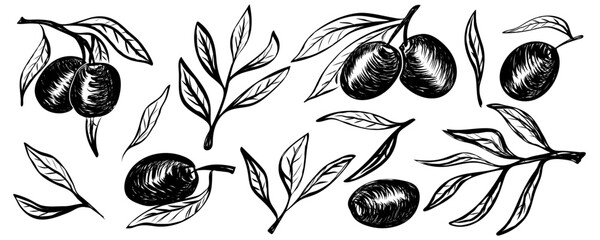 Obraz premium Set of hand drawn olive branches and leaves. Contemporary abstract minimal art. Collection of sketch illustration in vintage crayon charcoal style. Free hand olive tree branches, oil packaging