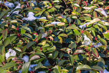 Snow on green leaves. Bushes after an unexpected snowfall. Bad weather in the southern regions.