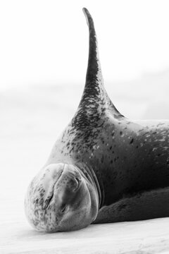 A Leopard Seal (Hydrurga leptonyx) lying on the ice with a flipper raised in the air in Antarctica.