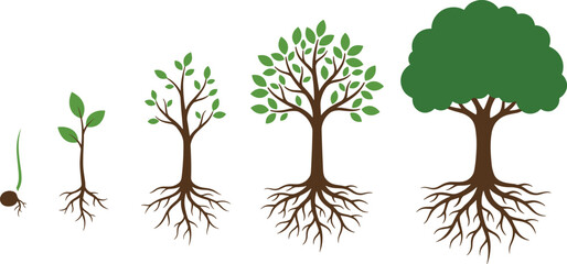 Fototapeta premium Illustration of tree life cycle showing seed germination seedling sapling young tree mature tree with extensive root system and leafy canopy