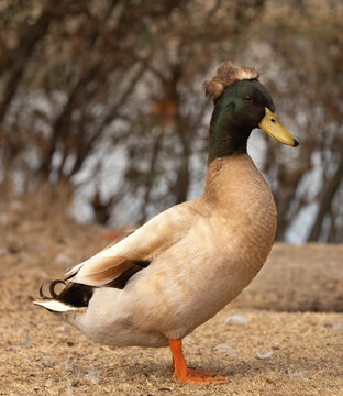 Crested duck 