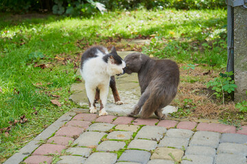 two cats touching noses, Meeting of two cats, they touch noses.