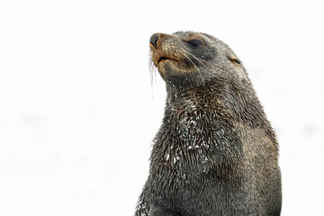 A closeup of an Antarctic Fur Seal (Arctocephalus gazella) against a white background in Antarctica.
