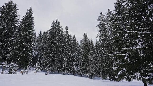 Dense Snow Covered Pine Forest Winter Landscape. 6 January 2026