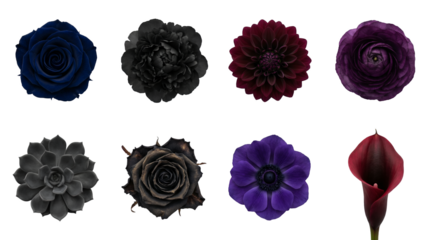 Dark floral blossom set including rose, dahlia, anemone, and succulent isolated. Moody botanical collection for gothic wedding decor and gothic design.