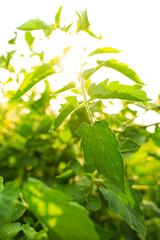Obraz premium green tomato plants row at agriculture field