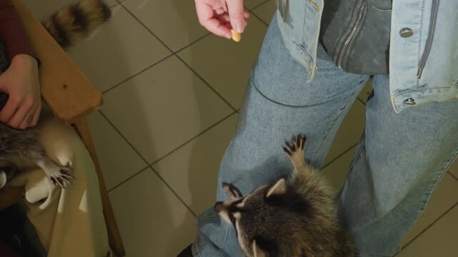 raccoon begging at caregiver legs indoor tile floor, gentle hand offering treat while animal stands on hind paws beside wooden chair, denim jeans visible, intimate rescue atmosphere with trust