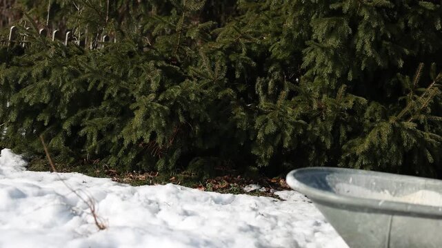 Playful young bearded collie impatiently hopping toward the camera in snow, funny blooper style with joyful energy