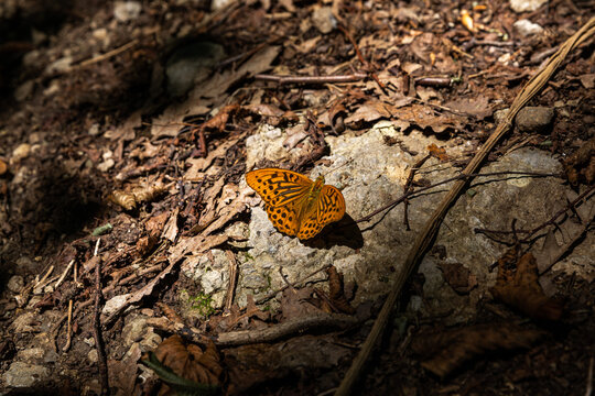 Farfalla dalla ali arancioni e puntini neri (Argynnis paphia) ferma su una roccia, per terra, mentre si riscalda alla luce del sole, in un ambiente naturale, in estate