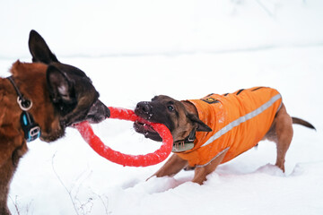 Happy 5-month-old Belgian Shepherd Malinois puppy in a yellow jacket playing on a snow with an adult Malinois male dog pulling an orange puller ring toy in winter