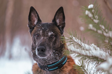 The portrait of a serious senior Belgian Shepherd dog Malinois with a black and blue collar posing outdoors in winter