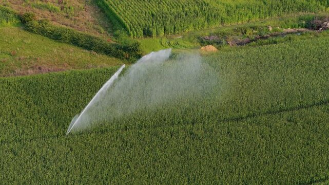 Aerial of a sprinkler irrigation of a field with corn in summer