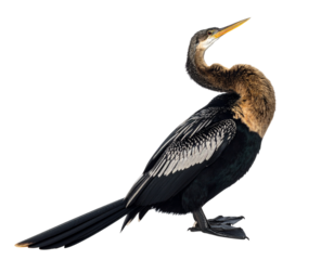 Anhinga Bird with Neck Curled and Beak Pointed Up Isolated on Black water bird aquatic bird