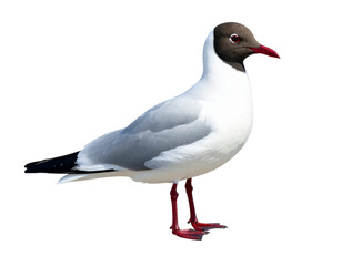 Obraz premium Black headed gull standing on a solid black background bird wildlife