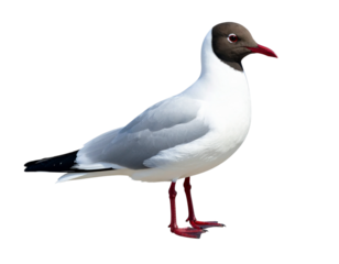 Black headed gull standing on a solid black background bird wildlife