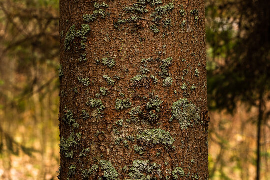 dettagli macro con vista frontale del tronco e della corteccia di un abete 